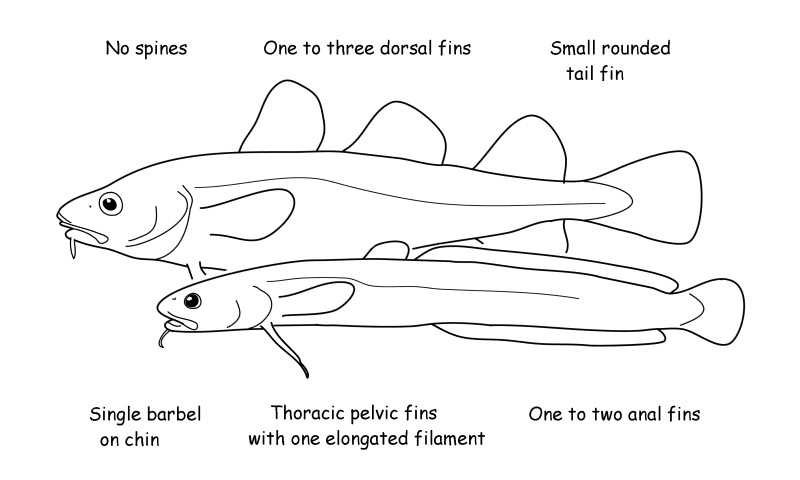 Codfish characteristics.