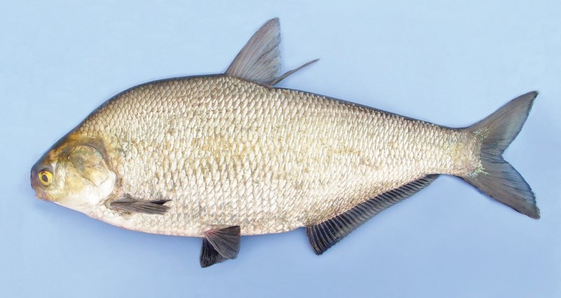 48 cm gizzard shad.