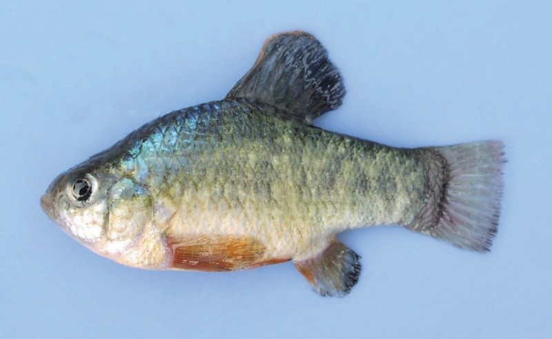 Sheepshead minnow.