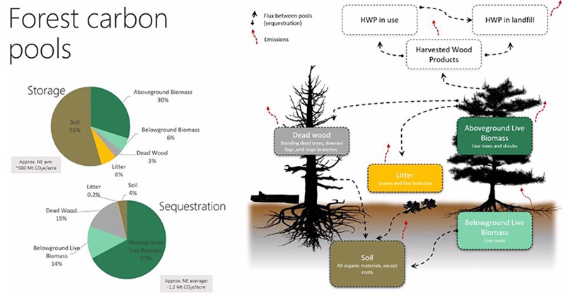 Carbon pools