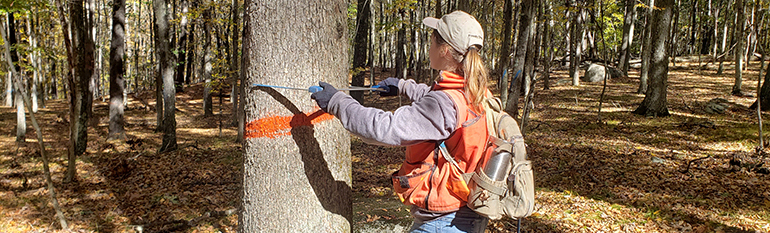 Forester measuring marked tree 