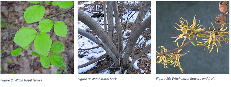 Witch Hazel