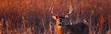 Deer in field