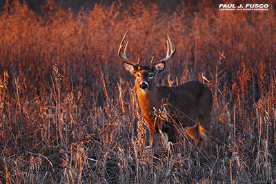 White-tailed deer