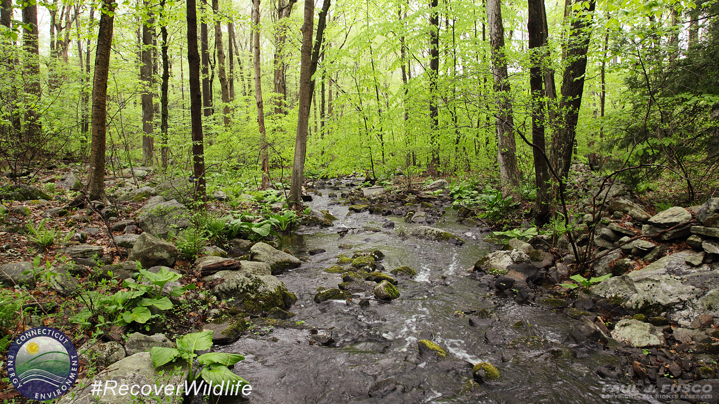 Five Mile Brook