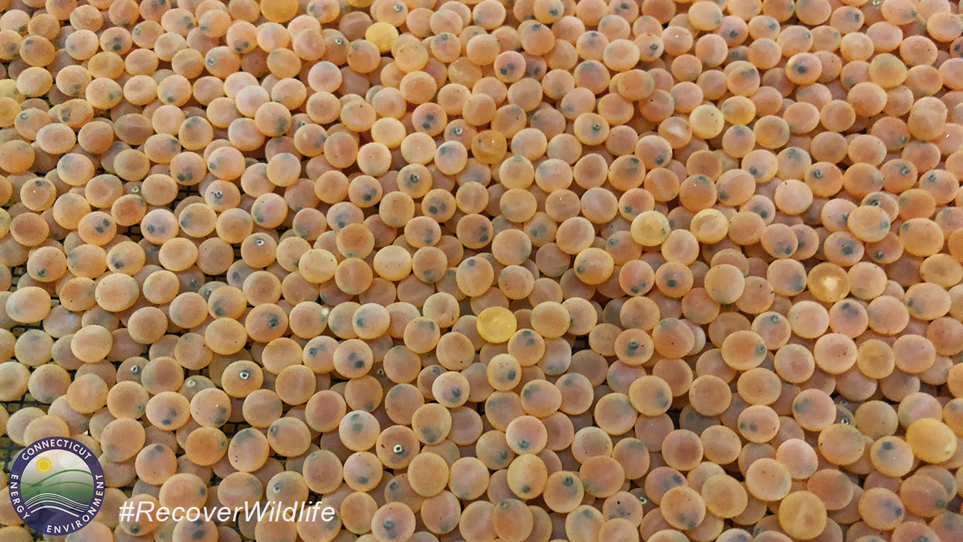 Kokanee Salmon Eggs