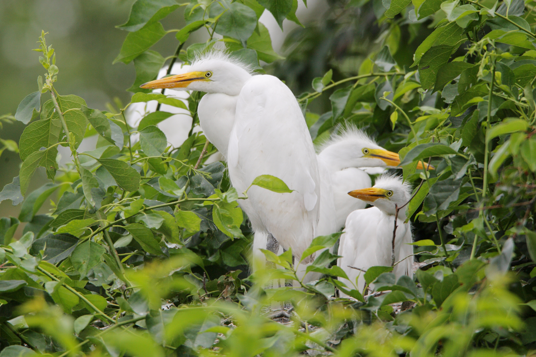 Picture of a Great Egret