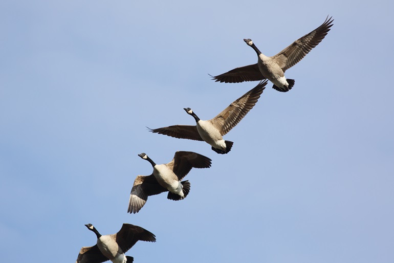Migratory birds flying