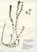 Hydrilla verticillata subspecies lithuanica collected from Amos Lake in 2023.