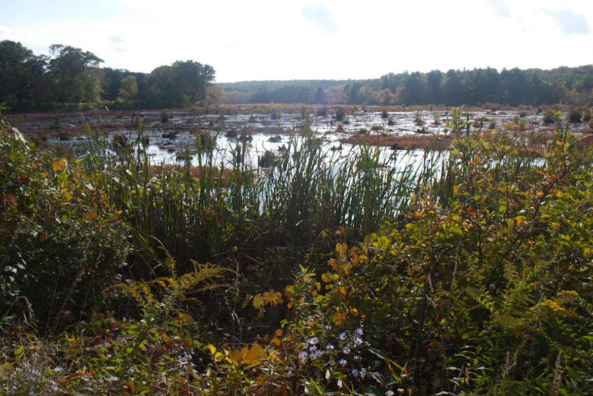 Avery Farm bog