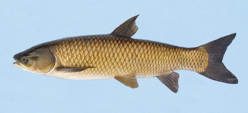 Grass carp.