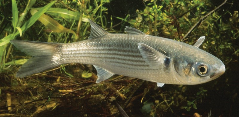 Striped mullet among vegetation.