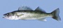 Walleye.