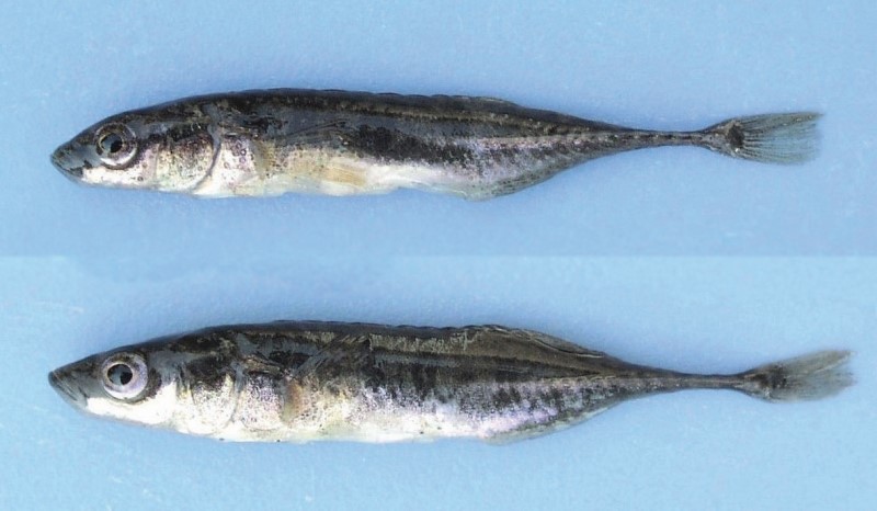 Two ninespine sticklebacks.