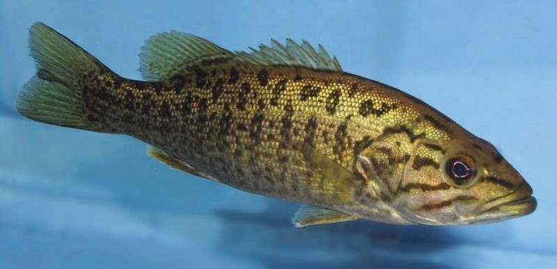 Smallmouth bass in a tank.