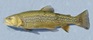 Hatchery-raised tiger trout.