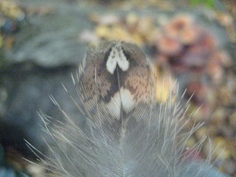 male grouse covert