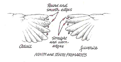 illustration of differences in juvenile and adult ruffed grouse wing