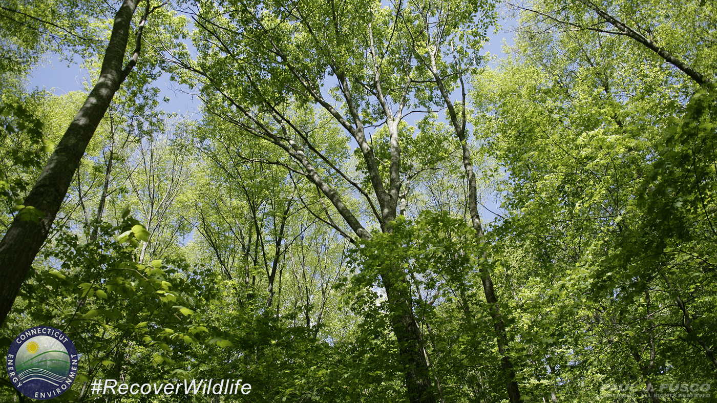 Connecticut Forest