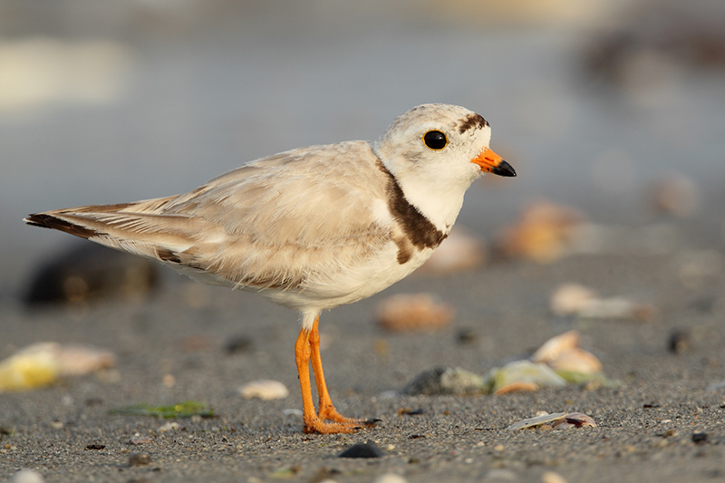 Piping Plover