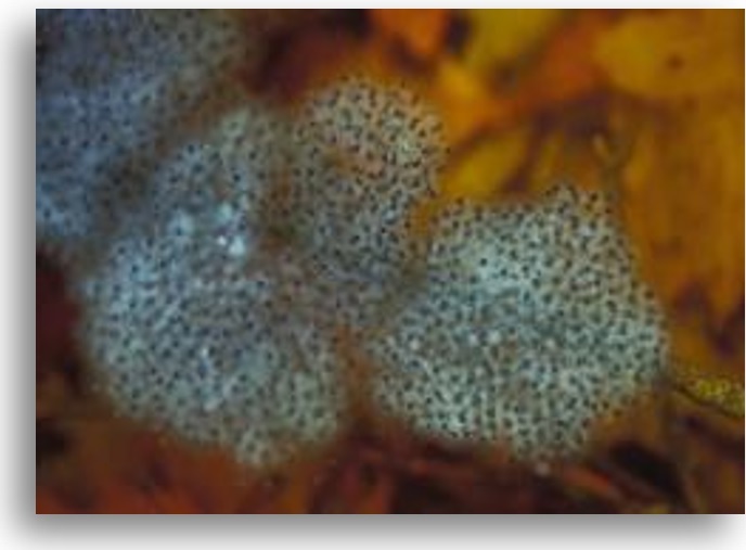 Vernal pool amphibian egg mass