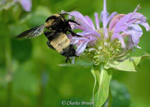Black and Gold Bumble Bee 