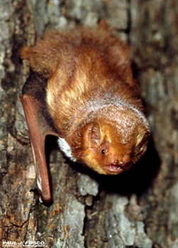 Eastern Red Bat